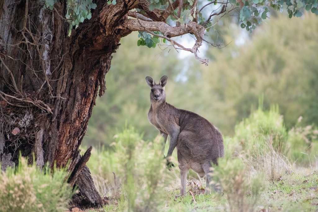 kangaroo, eastern grey kangaroo, animal, macropus giganteus, marsupial, macropod, mammal, herbivore, wildlife, wild, nature, fauna, wildlife photography